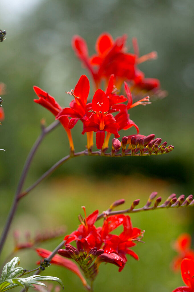 Montbretia-Crocosmia Lucifer 10-pakning